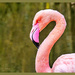 Flamingo by carolmw