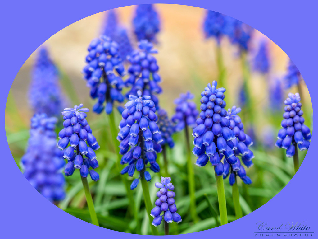 Grape Hyacinth by carolmw