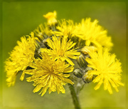 20th Mar 2019 - Yellow Hawkweed