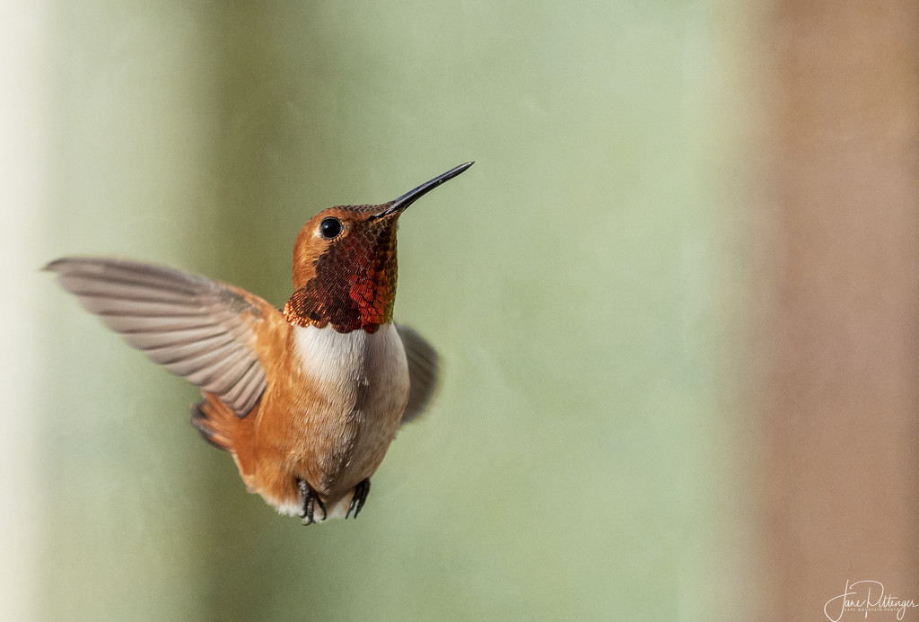 Rufous Fly In by jgpittenger
