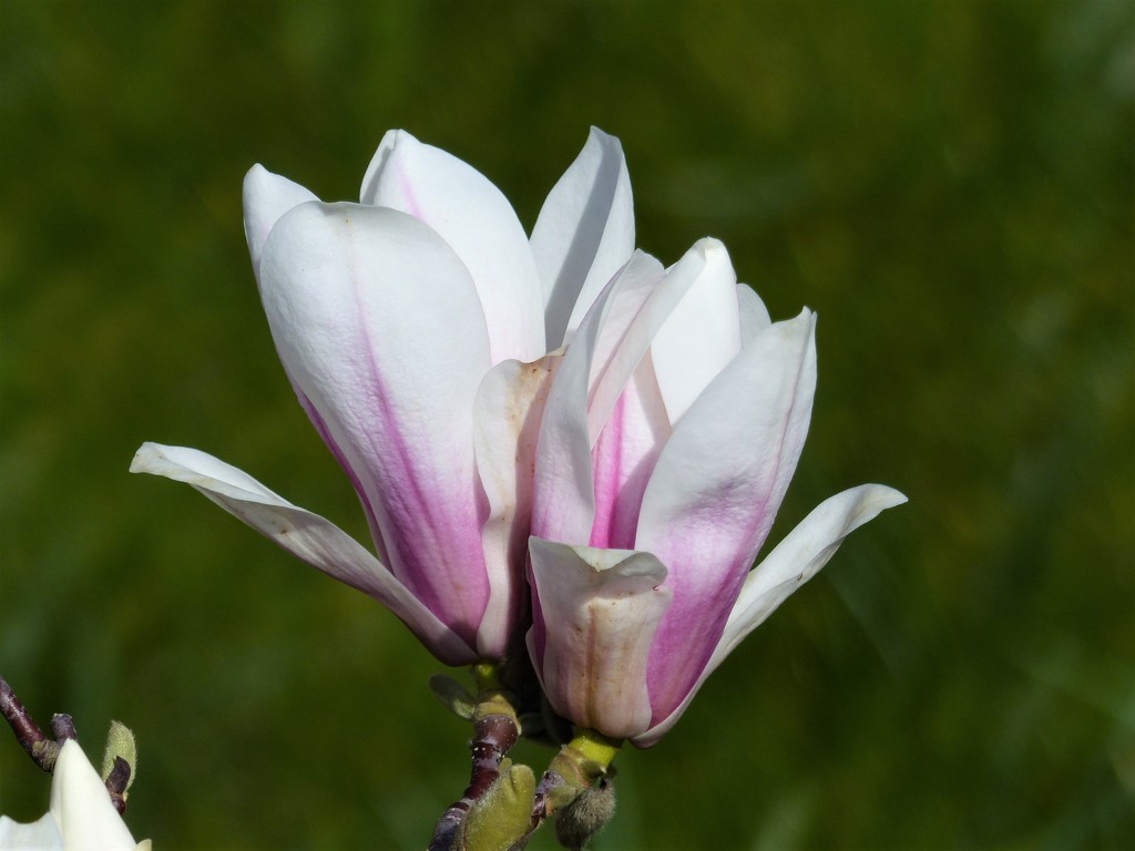  Dwarf Magnolia  by susiemc