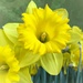 Daffodil yellow by shutterbug49