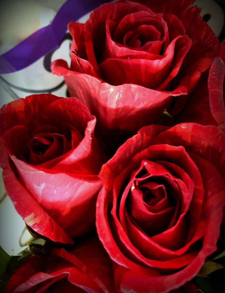 Red roses by homeschoolmom
