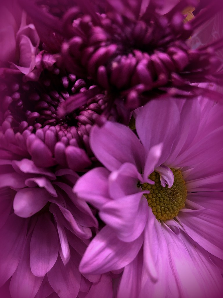 Purple daisies by homeschoolmom