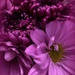 Purple daisies by homeschoolmom