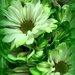 Green flowers by homeschoolmom