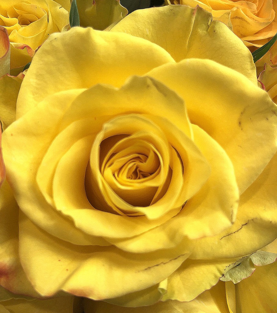 Yellow rose by homeschoolmom