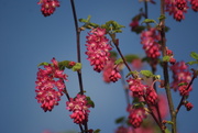 20th Mar 2019 - Flowering Currant