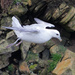 Fulmar by lifeat60degrees