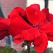 Red geranium by homeschoolmom