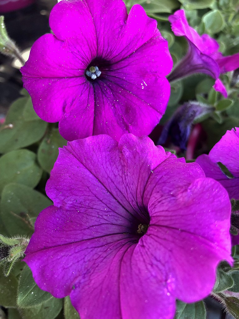 Purple petunia by homeschoolmom