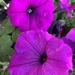 Purple petunia by homeschoolmom