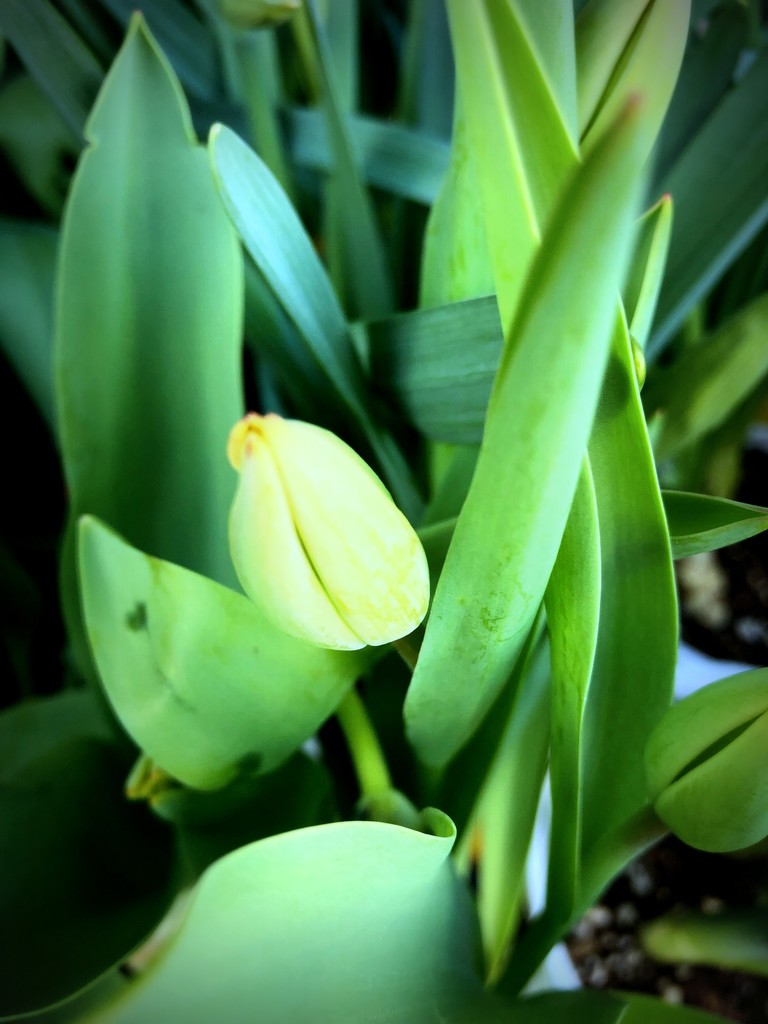 Green tulip leaves by homeschoolmom