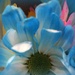 Blue daisy by homeschoolmom