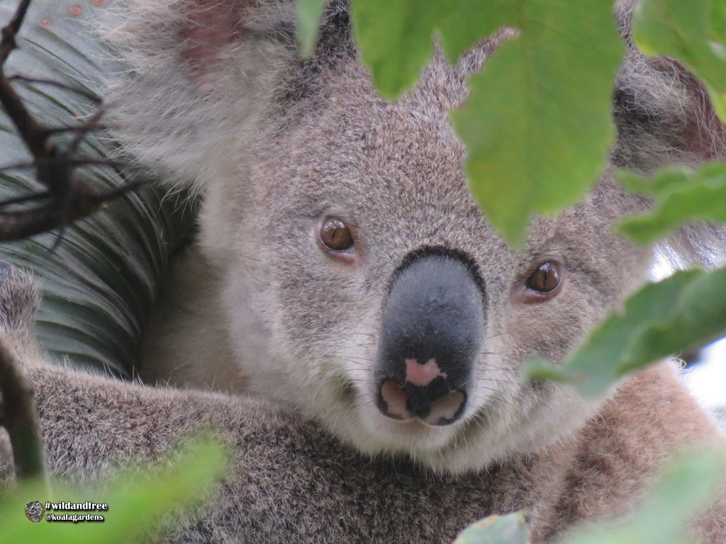 tree hugger by koalagardens