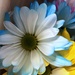 Blue daisy by homeschoolmom