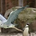 Heron versus Penguin for fish lunch! by bizziebeeme