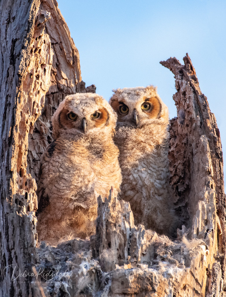 Great Horned Owlets by dridsdale