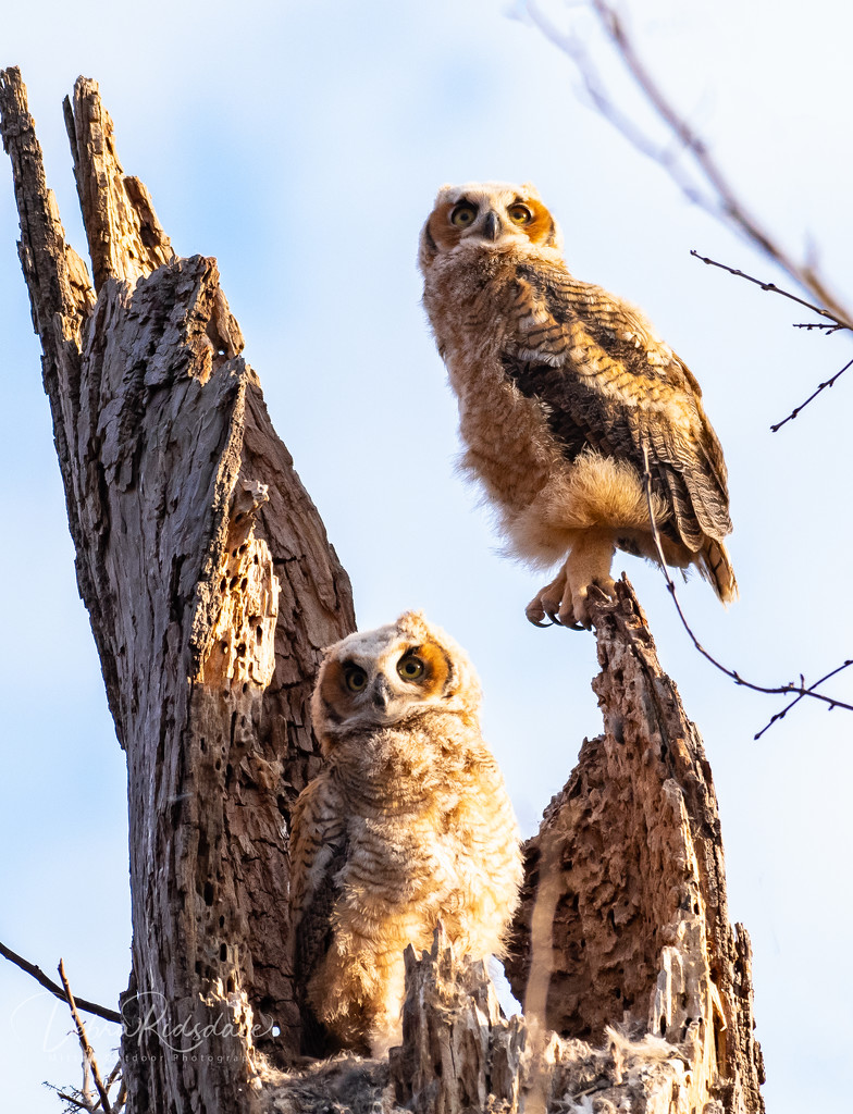 Great Horned Owlets_Will fledge soon by dridsdale