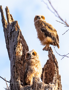 20th Mar 2019 - Great Horned Owlets_Will fledge soon