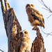 Great Horned Owlets_Will fledge soon by dridsdale