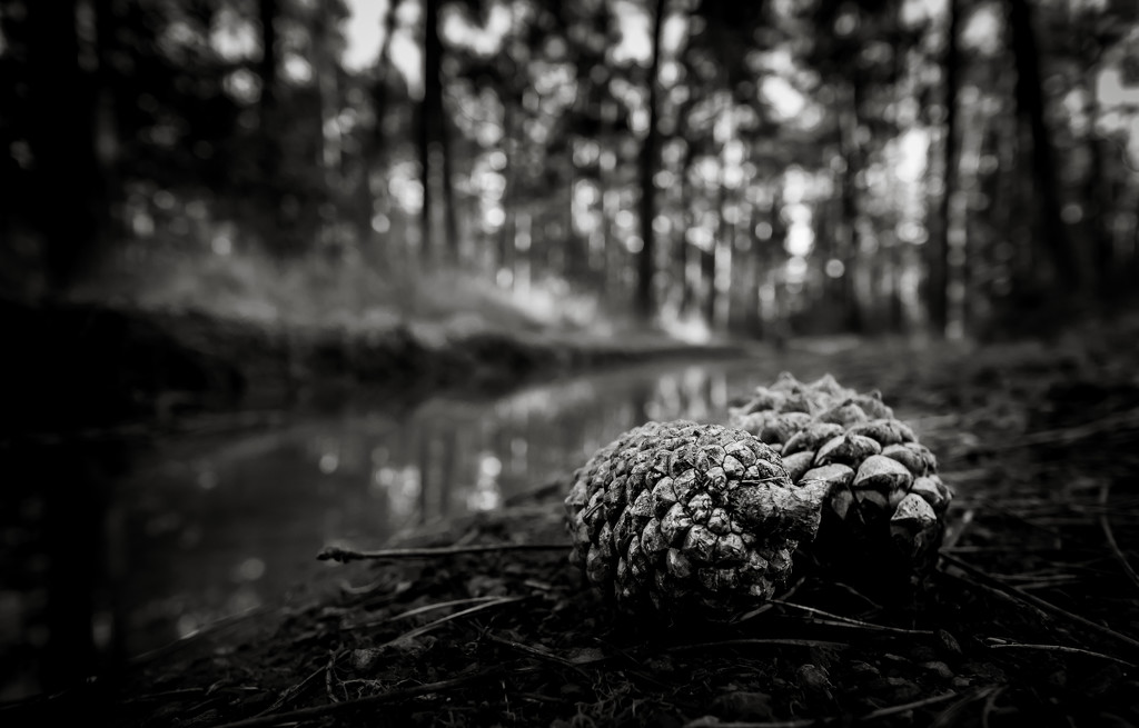 Pine Cones on the Forest Floor... by vignouse