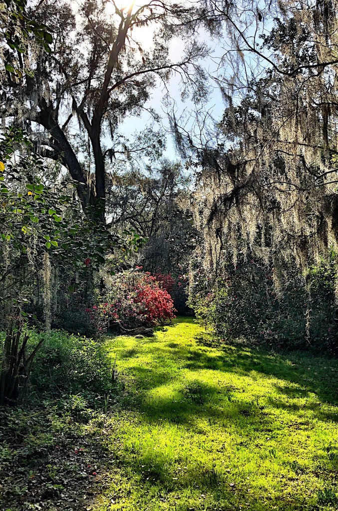 Sun lights up an open space at Magnolia Gardens by congaree