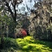 Sun lights up an open space at Magnolia Gardens by congaree