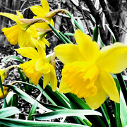 20th Mar 2019 - Spring Has Sprung Yellow