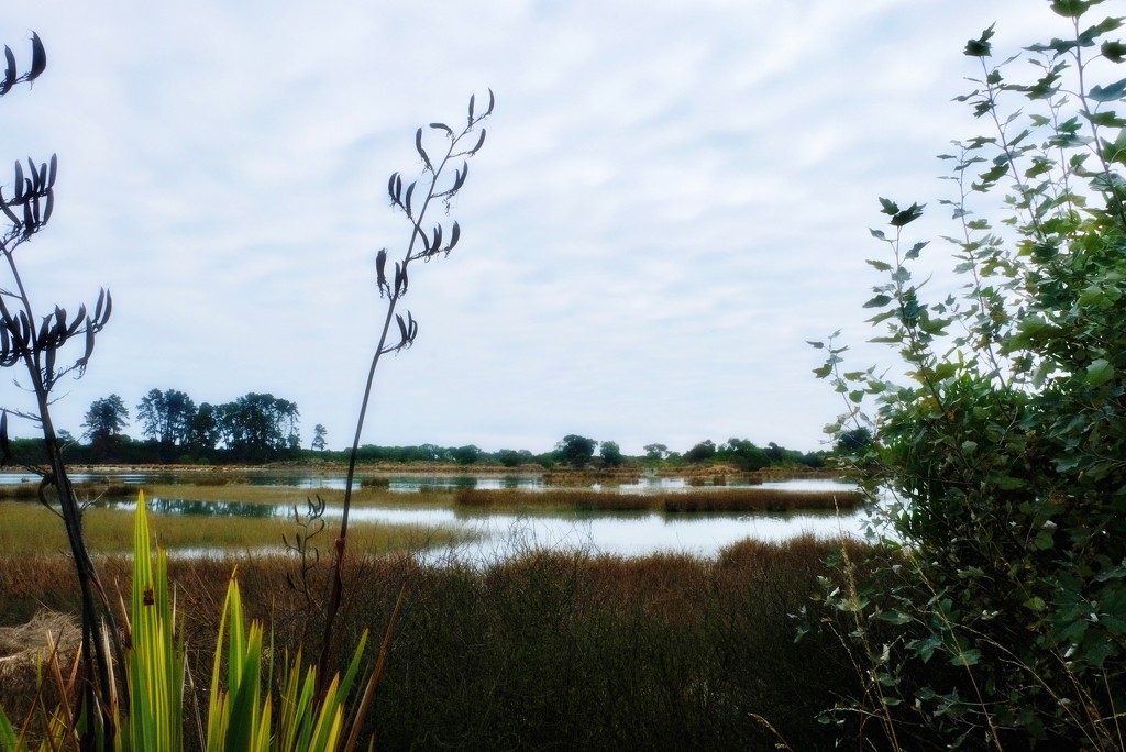 The marsh view by maggiemae