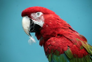 19th Mar 2019 - Macaw And A Stuck Feather