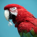 Macaw And A Stuck Feather by randy23