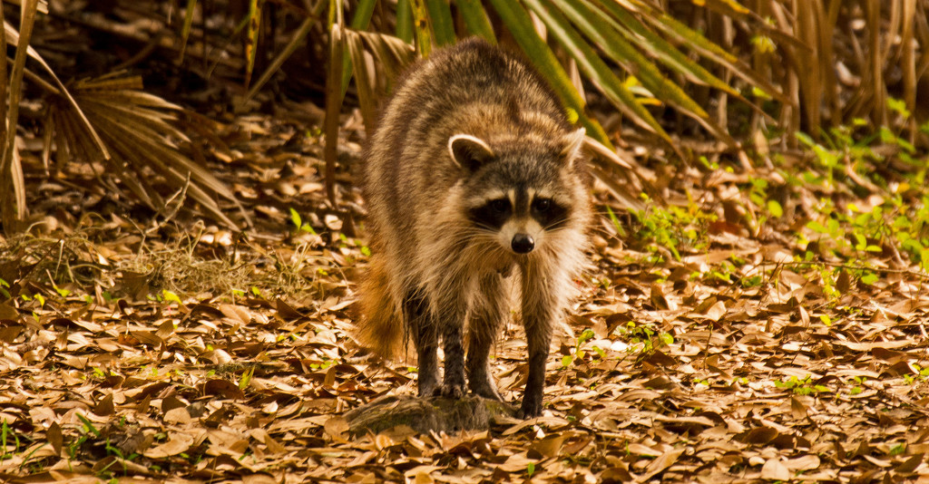 Rocky Raccoon Out for a Stroll! by rickster549