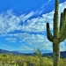 Saguaro National Park, Tucson, Arizona by lynnz