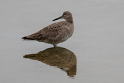19th Mar 2019 - Willet
