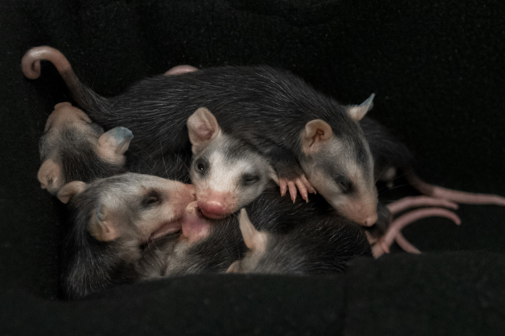 Opossum Pile Up by nicoleweg