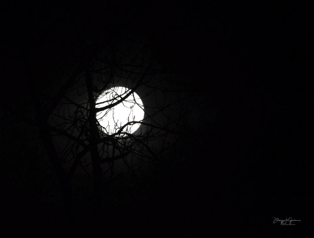 ~Moon~ by crowfan