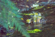 21st Mar 2019 - Silvereyes play in the stream