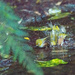 Silvereyes play in the stream by yaorenliu