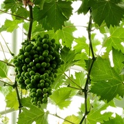 21st Mar 2019 - on the vine in the greenhouse