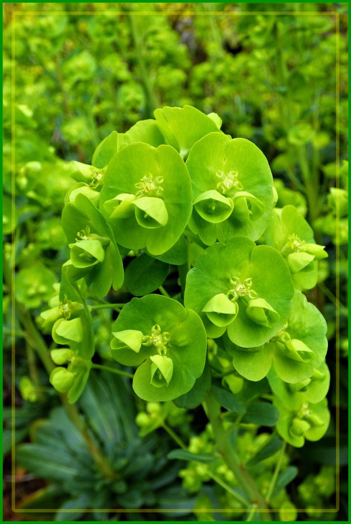 Lime green of the Euphorbia  by beryl
