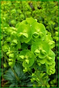 21st Mar 2019 - Lime green of the Euphorbia 