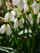 20th Mar 2019 - First Day of Spring Snowdrops