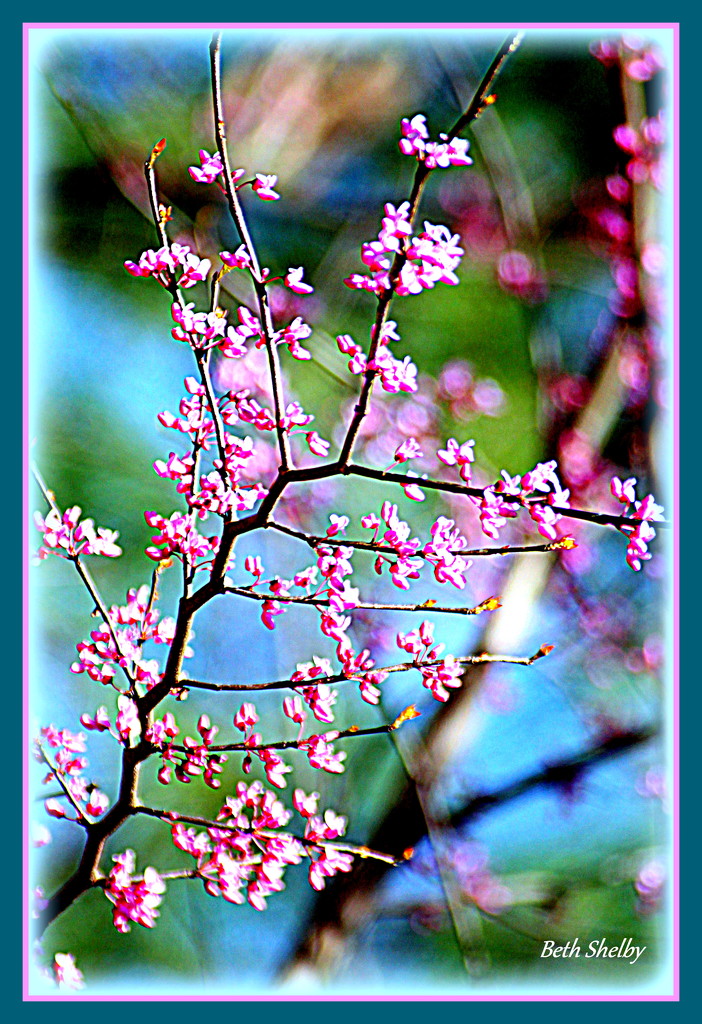 Branch of Redbud in Bloom by vernabeth