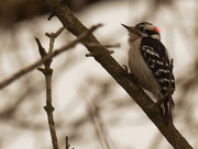 21st Mar 2019 - downy woodpecker 