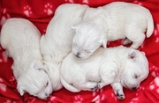 21st Mar 2019 - Three boys and a girl - Westie puppies