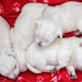 Three boys and a girl - Westie puppies by pamknowler