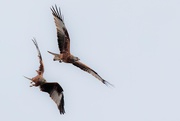 21st Mar 2019 - Red Kites arguing in the sky.