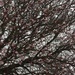 Winter Tree starting to Blossom by cataylor41