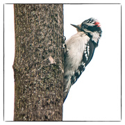 21st Mar 2019 - mr downy woodpecker